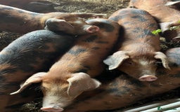 Pig livestock for sale: Oxford Sandy Black Weaners - Advert 1