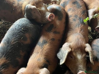 Pig livestock for sale: Oxford Sandy Black Weaners - Advert 1