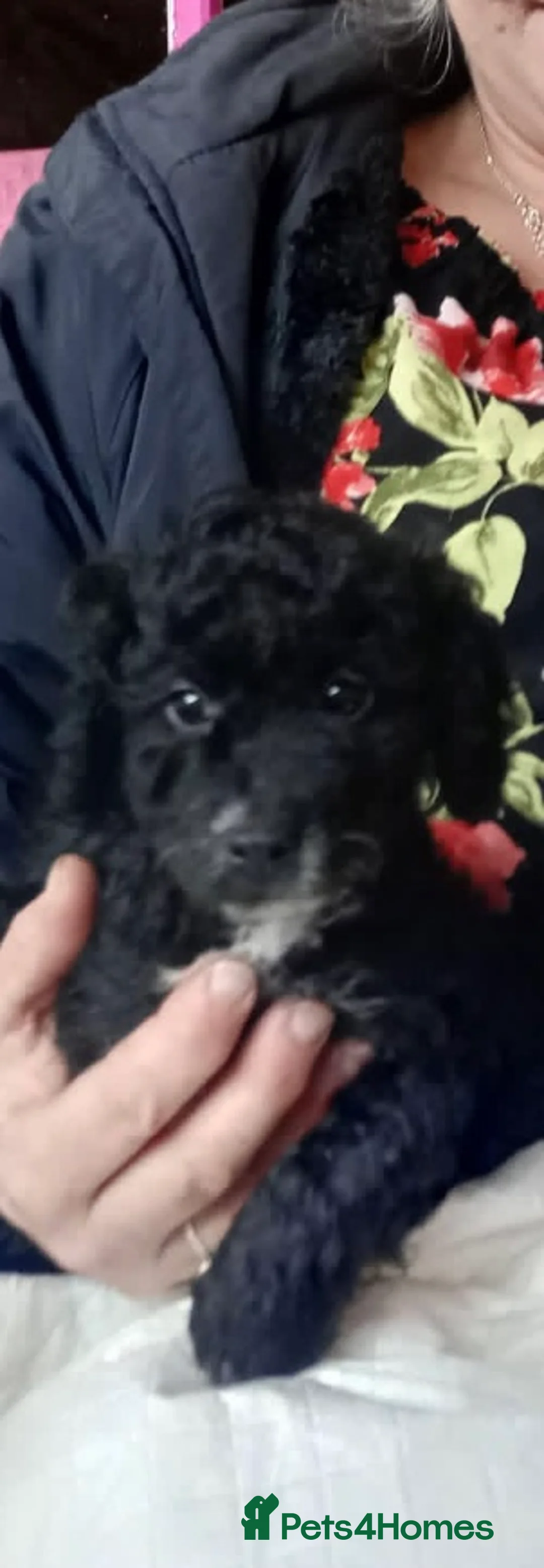 Cockapoo dogs for sale:  cockapoo one beautiful blacl and white girl left - Advert 1