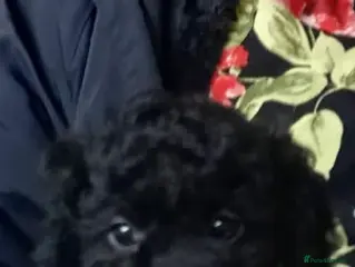 Cockapoo dogs American cockapoos (yankydoodles) - Advert 1