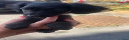 Mixed Breed dogs for sale: Pomapoo puppies  - Advert 4