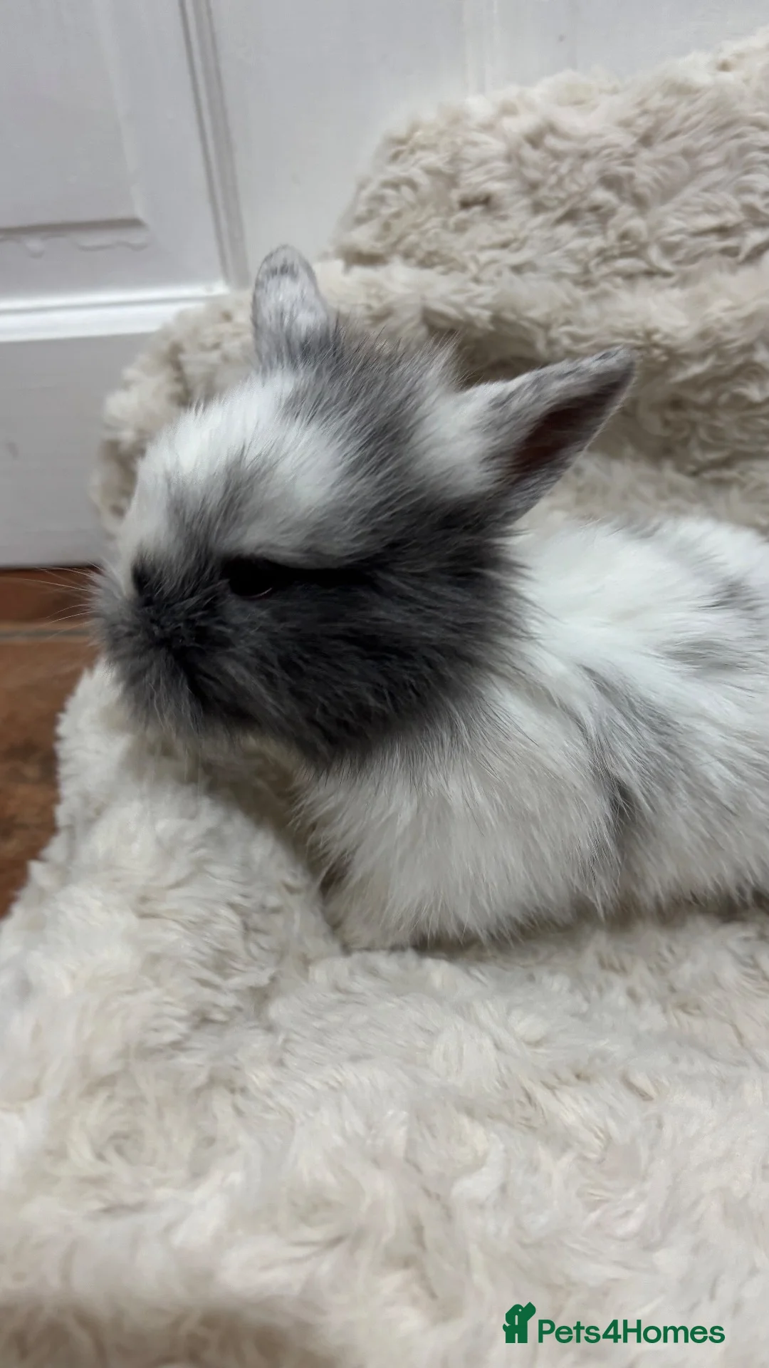 Mini Lion Lop rabbits for sale: double mane lion lops in Deeside - Advert 14