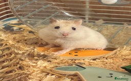 Hamster rodents for sale: Friendly dwarf hamster - 12 weeks old  - Image 1