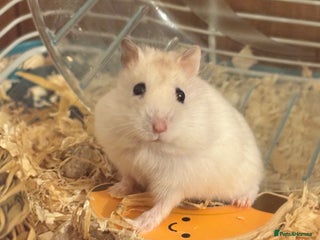 Hamster rodents - Advert 3