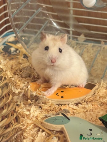 Hamster rodents - Advert 1