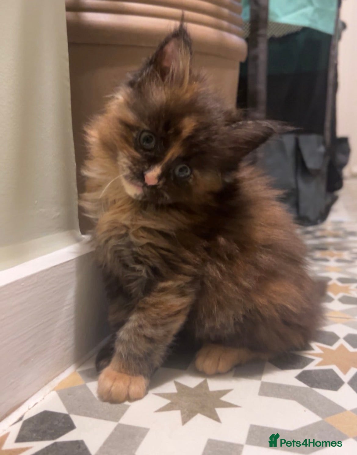 Maine Coon cats Maine coon smoke kittens  - Advert 16