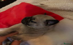 Pug dogs for sale: Pug puppies - Advert 11