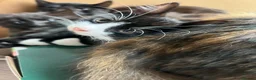 Mixed Breed cats for sale: 🐾 Lovely Kittens Looking for Their Forever Homes - Advert 7