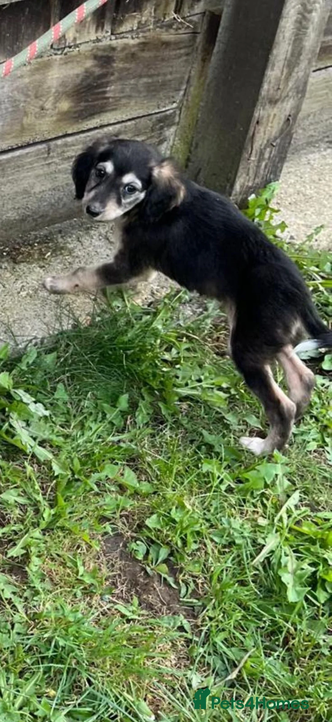Mixed Breed dogs for sale: Border collie x saluki puppies in Beccles - Advert 2