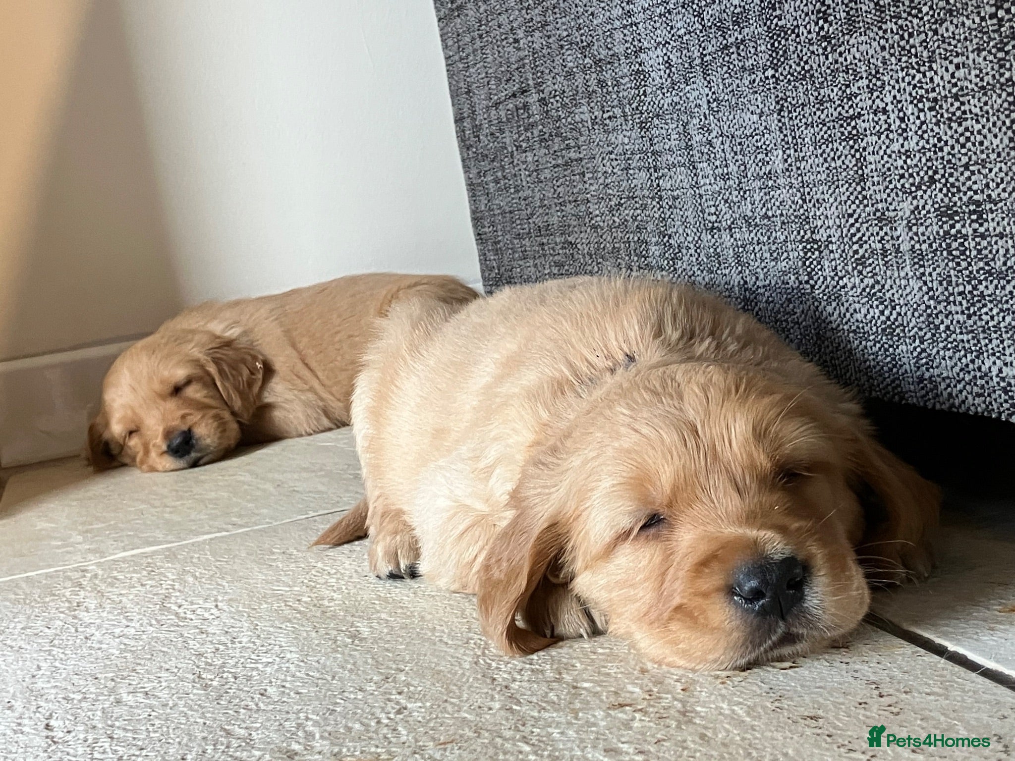 Golden Retriever dogs Outstanding Litter KC Reg Golden Retriever Puppies - Advert 2