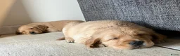 Golden Retriever dogs for sale: Outstanding Litter KC Reg Golden Retriever Puppies - Advert 6