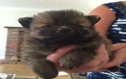 Pomeranian dogs for sale: XS Kc reg quality Pomeranian puppies  - Image 6