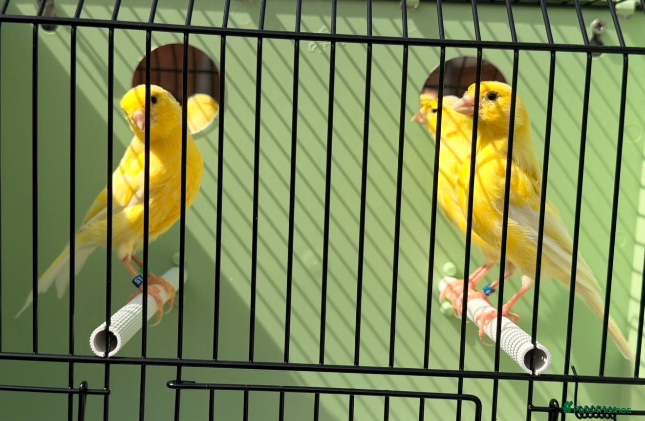 Finches birds Proven hens German rollers  - Advert 10