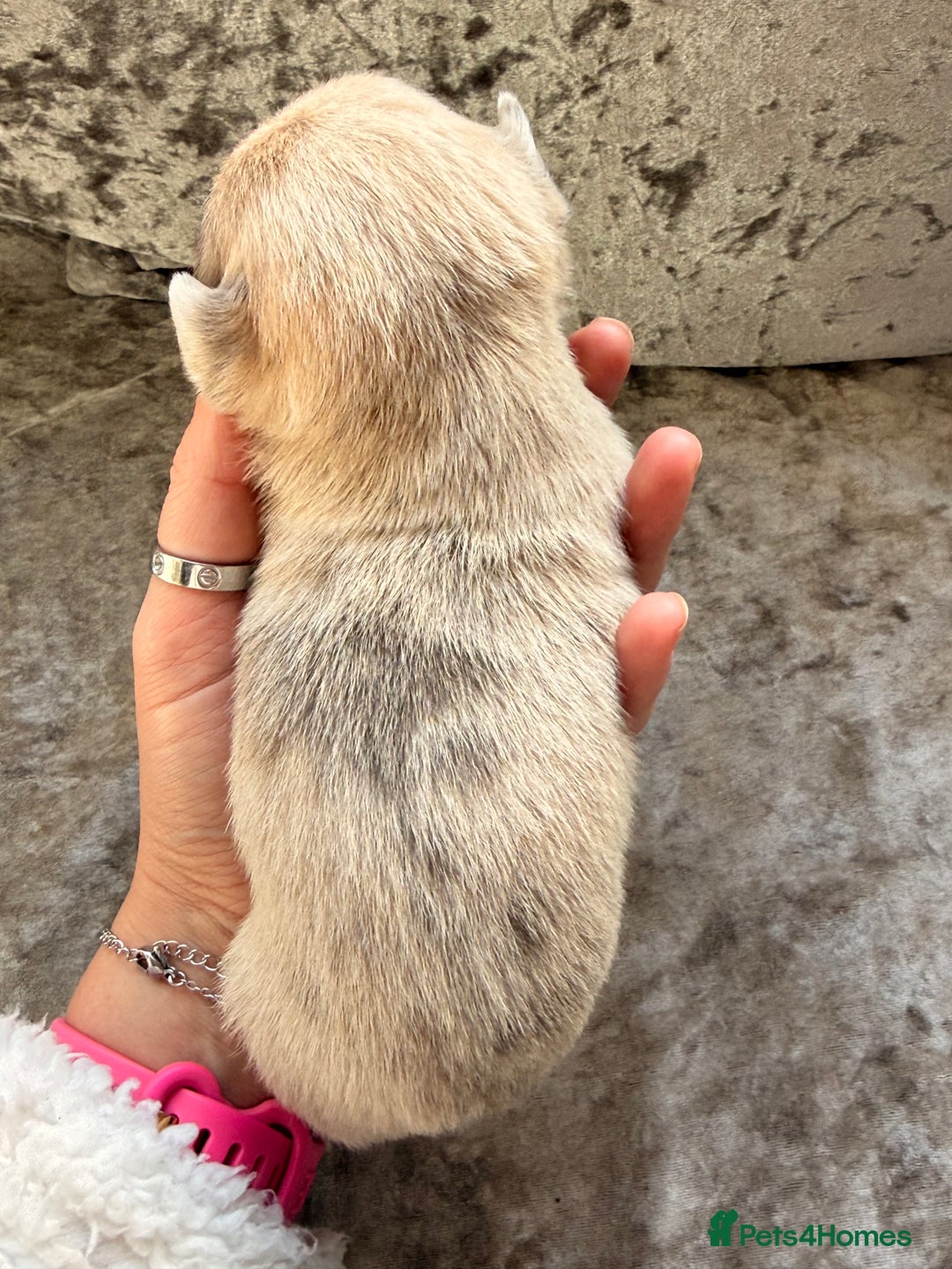 Chihuahua dogs for sale: 💖 Esquire litter of chihuahua puppies 💖 - Advert 22