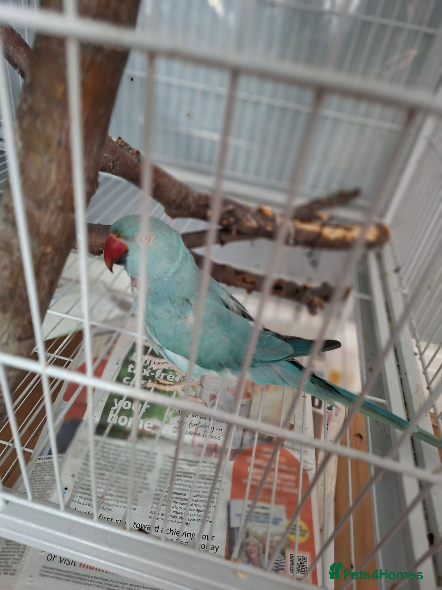 Ringnecks birds Female ringneck blue parakeet  - Advert 1