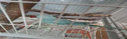 Ringnecks birds for sale: Female ringneck blue parakeet  in Swanley - Advert 1