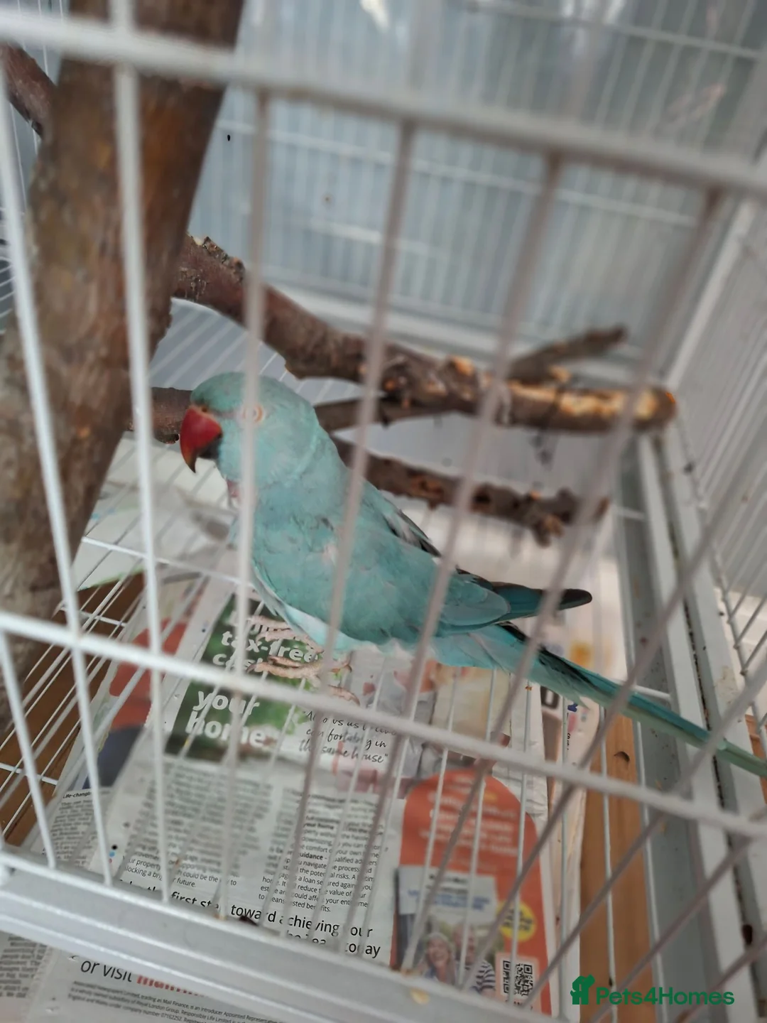Ringnecks birds for sale: Female ringneck blue parakeet  in Swanley - Advert 1
