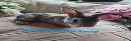 Rex rabbits for sale: 🐰 Beautiful mini rex babies 🐰 - Advert 11