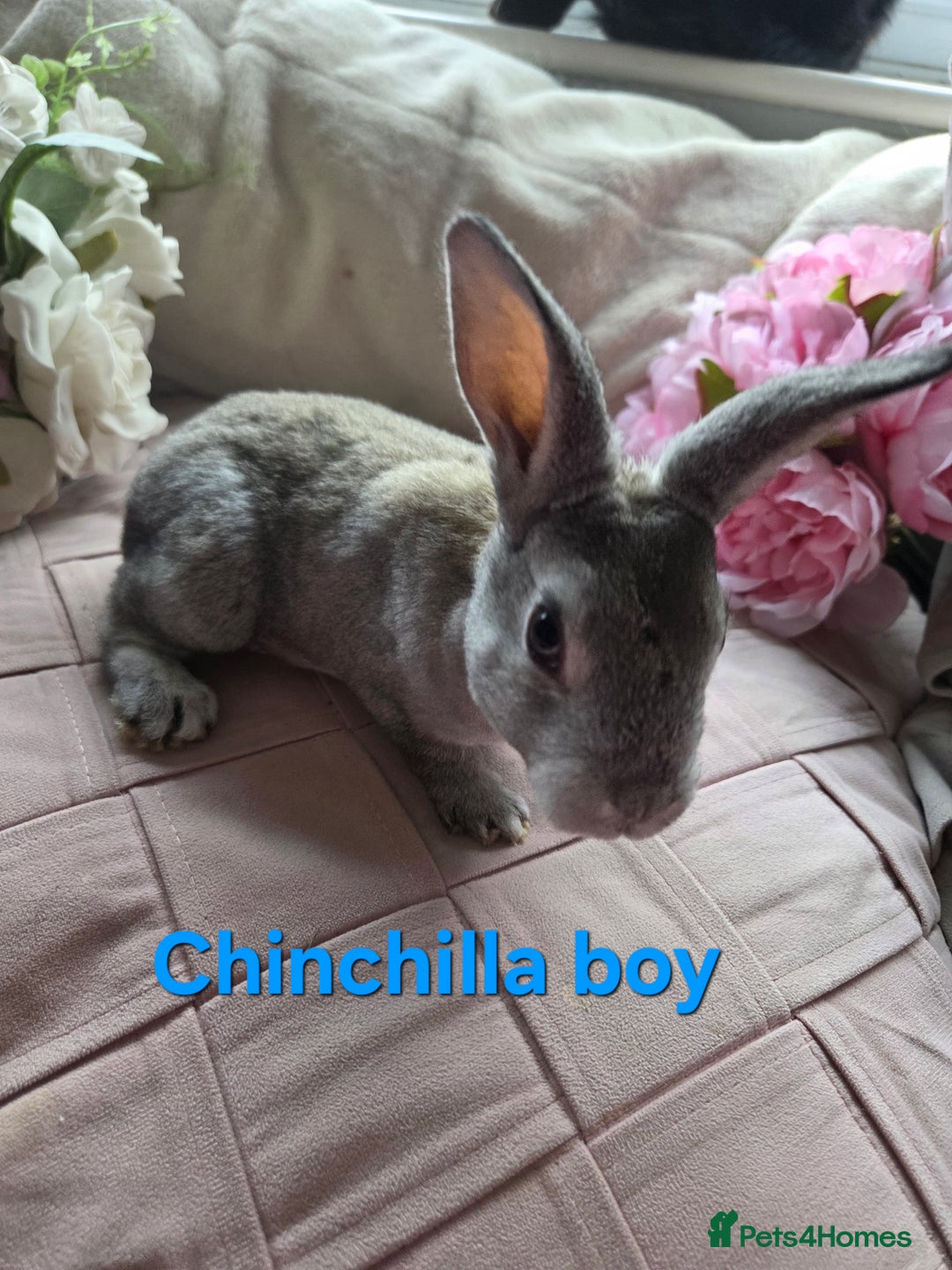 Rex rabbits for sale: 🐰 Beautiful mini rex babies 🐰 - Advert 11