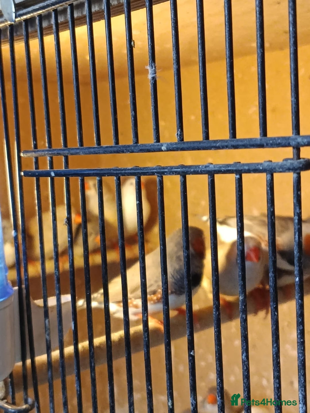 Finches birds for sale: Zebra finches - Advert 5