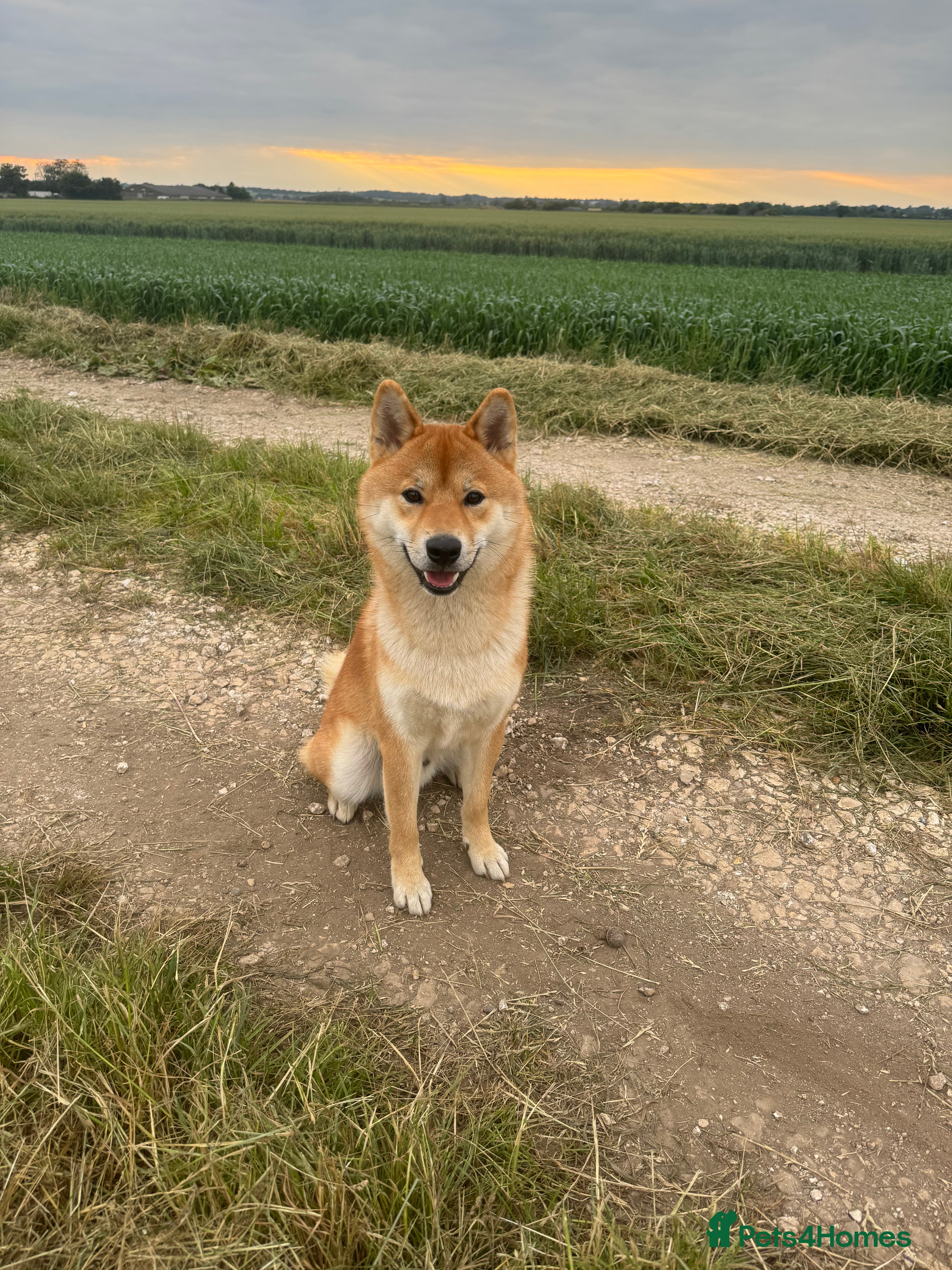 Japanese Shiba Inu dogs Multiple Proven Shiba Inu Champion Stud 24 month in Leeds - Advert 2