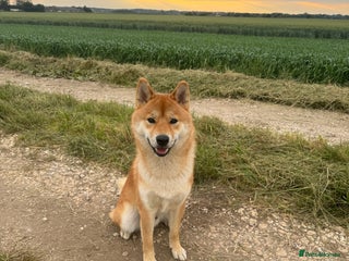 Japanese Shiba Inu dogs in Leeds - Advert 1