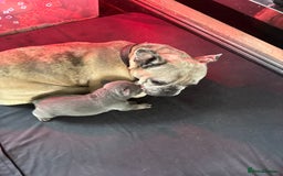 French Bulldog dogs for sale: French bulldog pup - Image 6