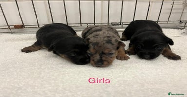 Jack Russell dogs - Advert 4