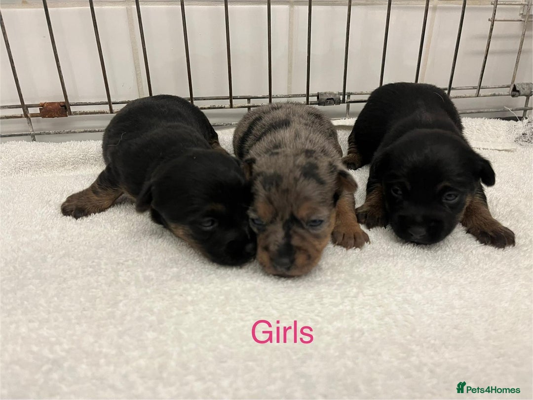 Jack Russell dogs for sale: Jack Russell  - Image 2