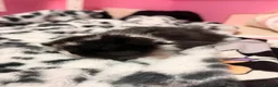 Mini Lop rabbits for sale: Pure bred mini lops in Glasgow - Advert 4
