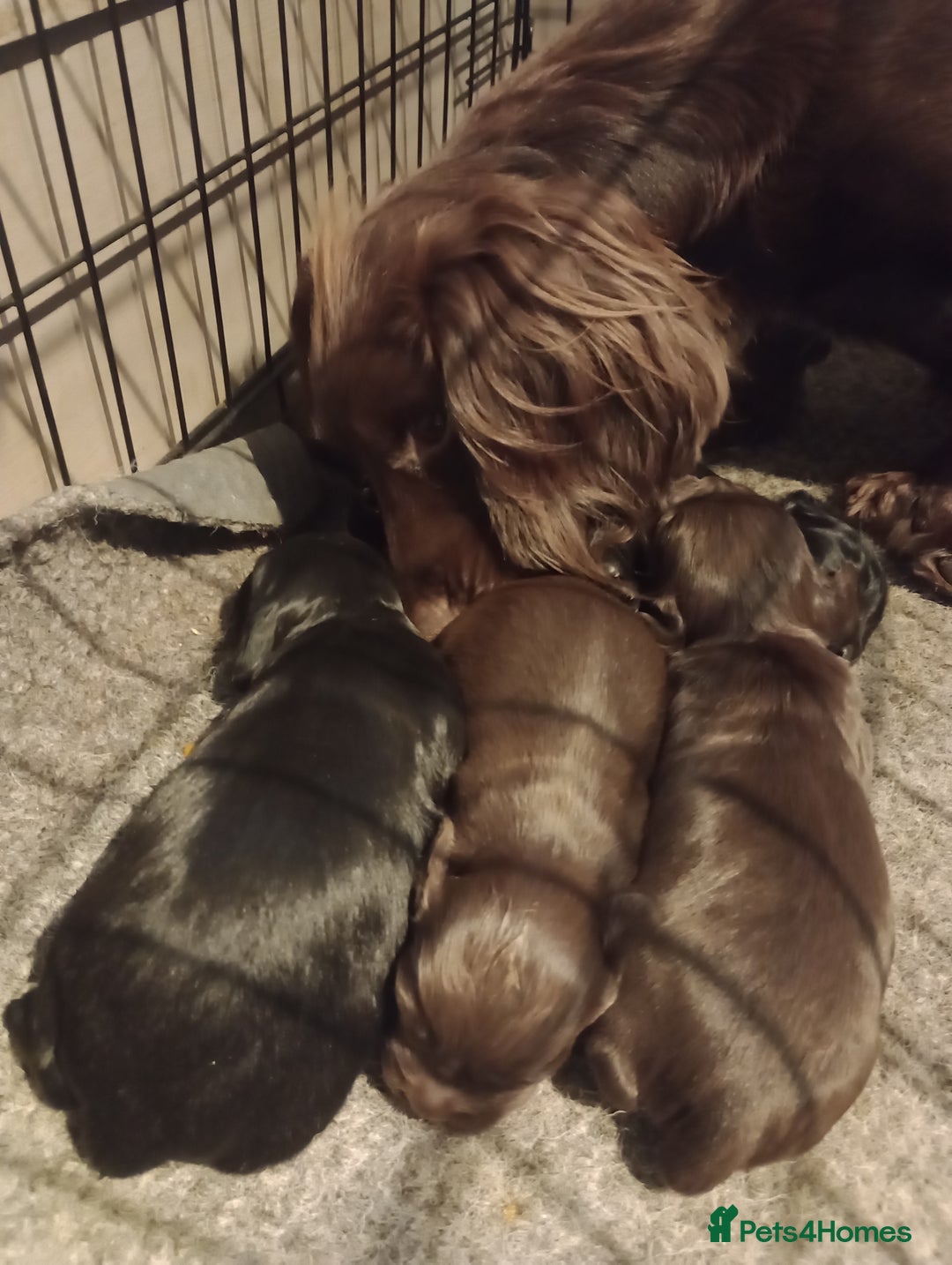Cocker Spaniel dogs for sale: Working Cocker Spaniels  - Image 18