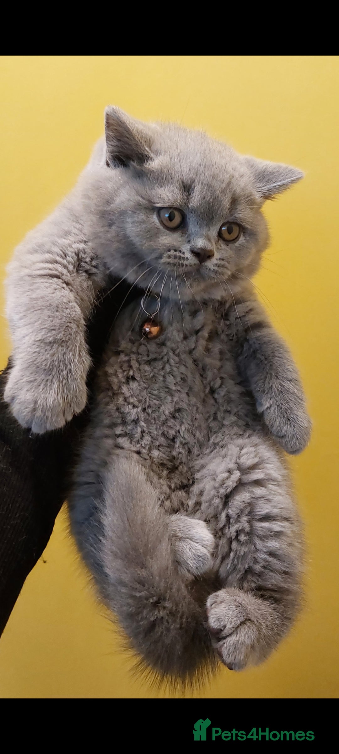 British Shorthair cats for sale: ‼️PRESTIGIOUS‼️🏆CH SIRED FEMAL - Advert 14