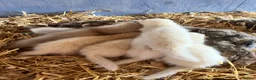 Ferret rodents for sale: Ferret kits - Advert 2