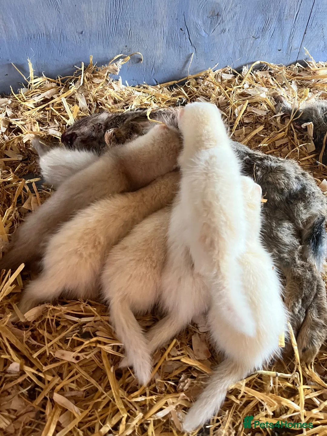Ferret rodents for sale: Ferret kits - Advert 2