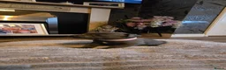 Staffordshire Bull Terrier dogs for sale: 5 beautifully staffy puppies kc registerd  - Advert 14