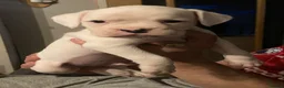 Boxer dogs for sale: Beautiful litter of boxer Babies  - Advert 20