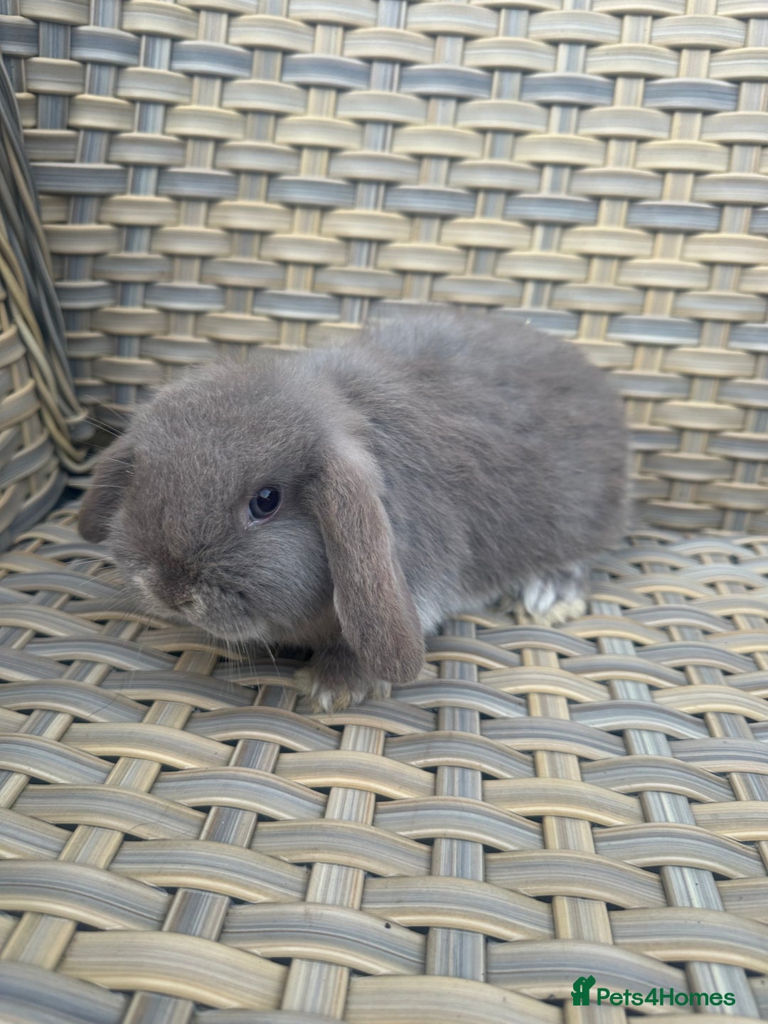 Mini Lop rabbits for sale: 2 Pretty female mini lop sisters. - Advert 11