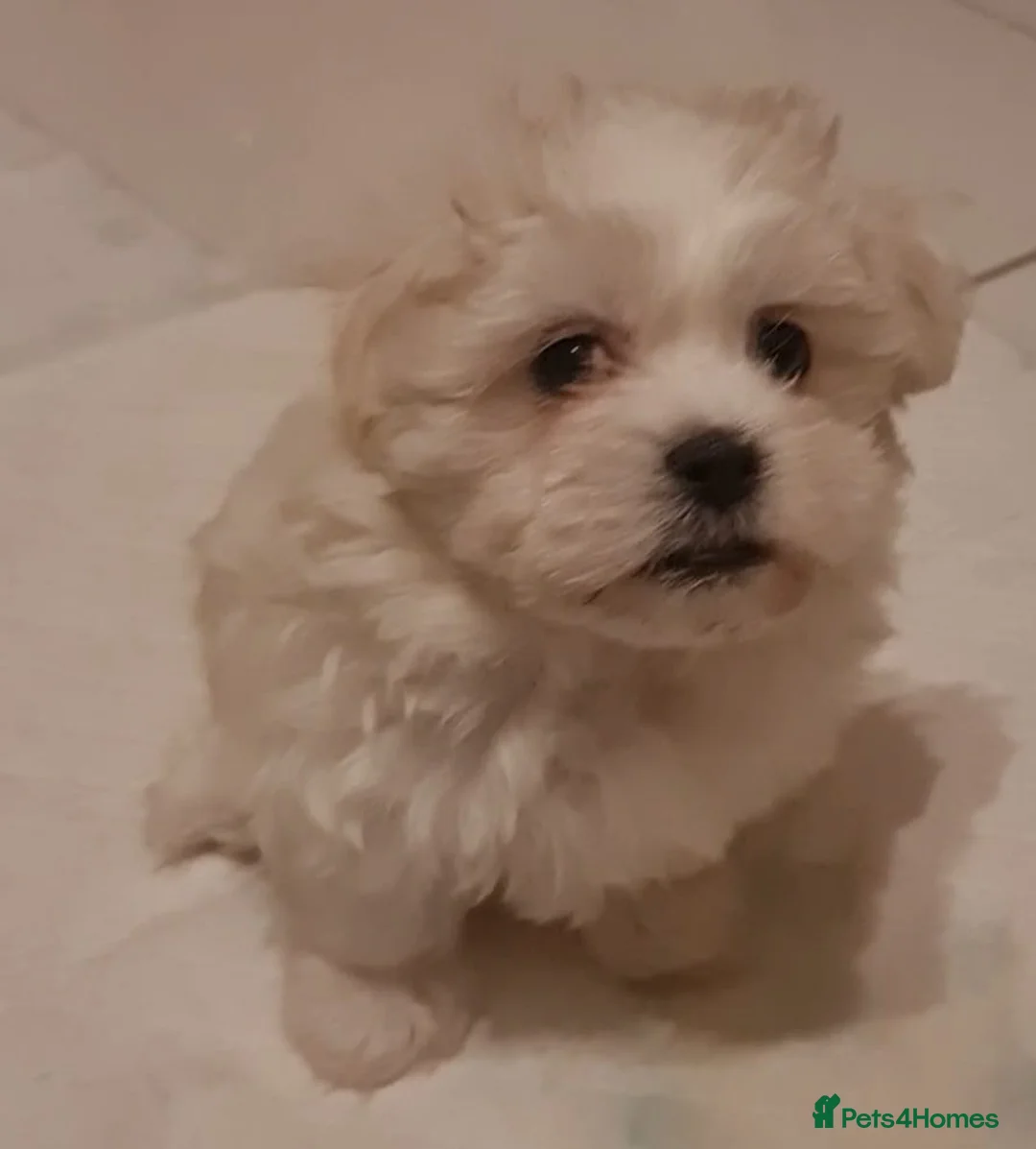 Mixed Breed dogs for sale: Havanese x Maltese Havamalts - Advert 11