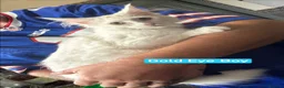 Maine Coon cats for sale: White Maine Coon Boy Kittens Ready NOW.  - Advert 5