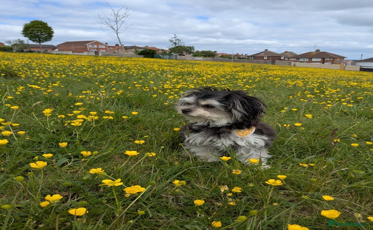 Mixed Breed dogs - Advert 1