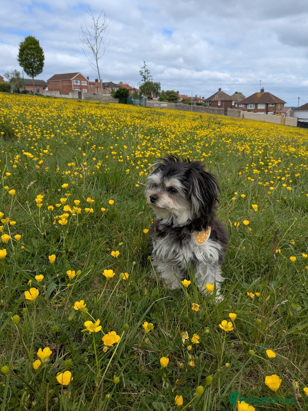 Mixed Breed dogs for sale: Maltese x Russian Toy Girl - 18 months - Image 1