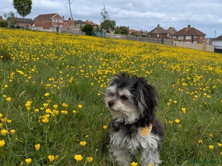 Mixed Breed dogs - Advert 2