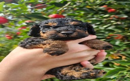 Cockapoo dogs for sale: F2 Cockapoo puppies for sale  - Image 28
