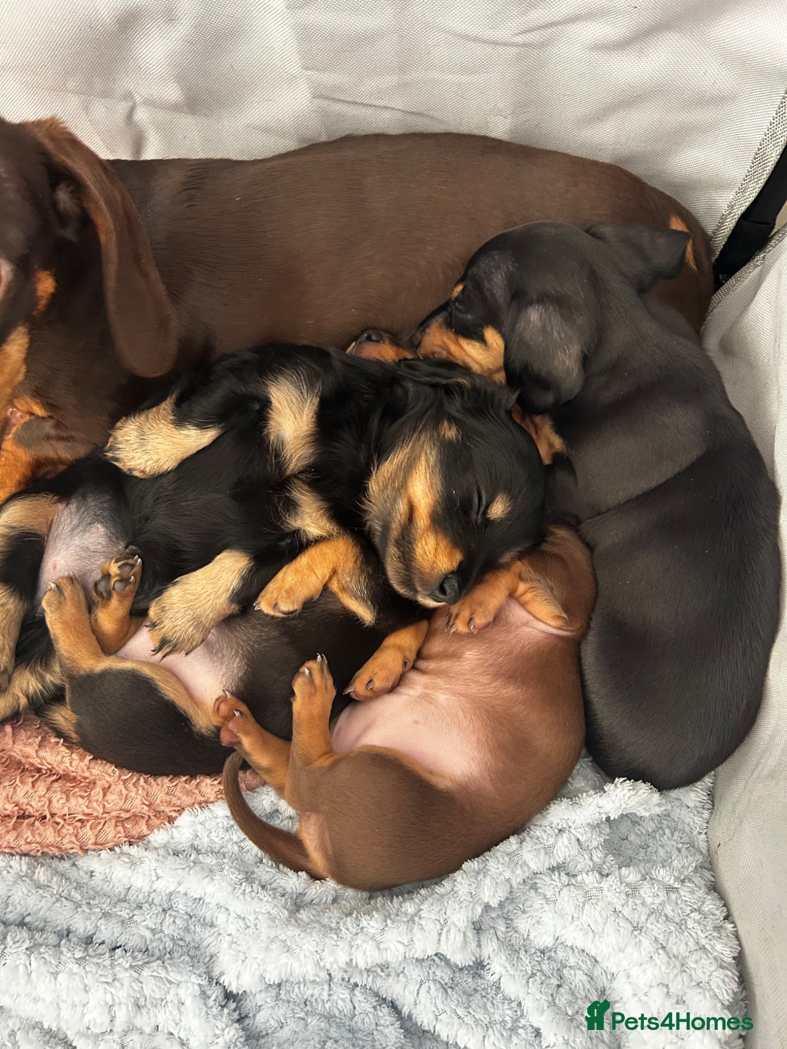 Miniature Dachshund dogs Miniature dachshund puppies  - Advert 8