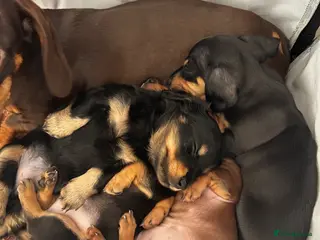 Miniature Dachshund dogs Miniature dachshund puppies - Advert 8