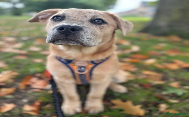 Mixed Breed dogs - Advert 1