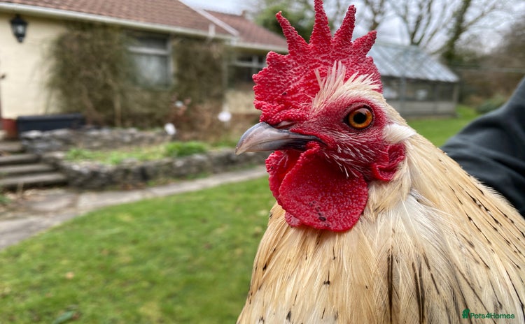 Chickens poultry - Advert 4