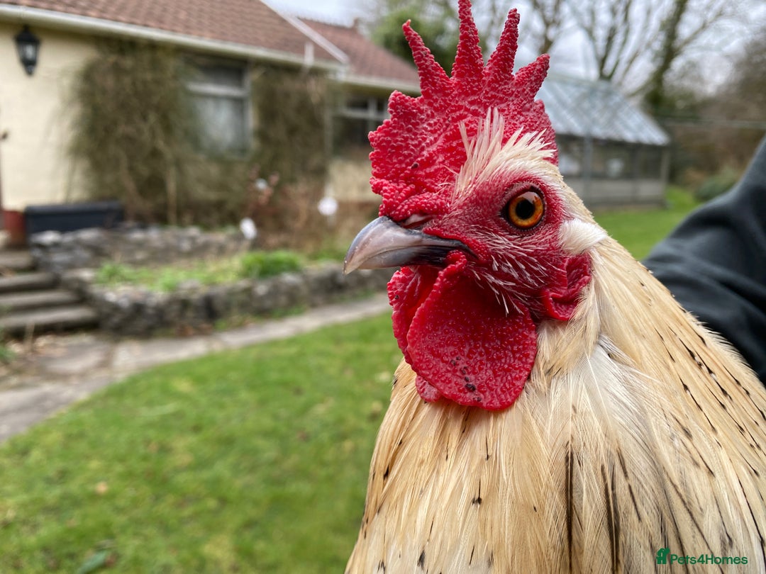 Chickens poultry for sale: Friendly Lemon Sablepoot Cockerel  - Image 1