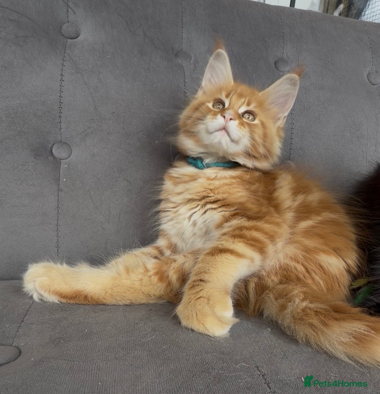 Maine Coon cats First kittens of GCCF Maine coon Champ for sale  - Advert 2