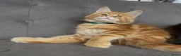 Maine Coon cats for sale: First kittens of GCCF Maine coon Champ for sale  - Advert 32